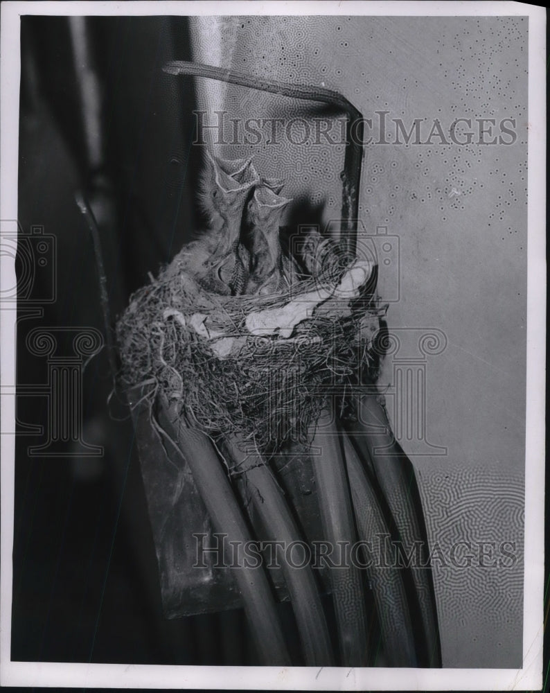 1955 Press Photo Quartet of Hungry Robins in Nest on Sam Goodman&#39;s Garden Hose-Historic Images