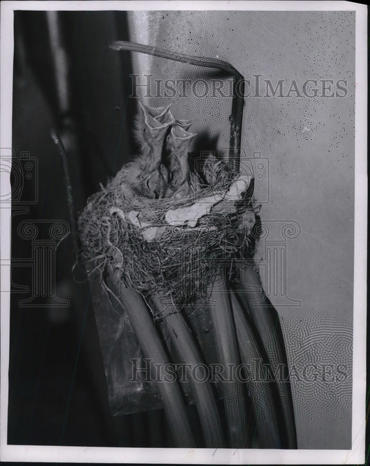 1955 Press Photo Quartet of Hungry Robins in Nest on Sam Goodman's Garden Hose-Historic Images