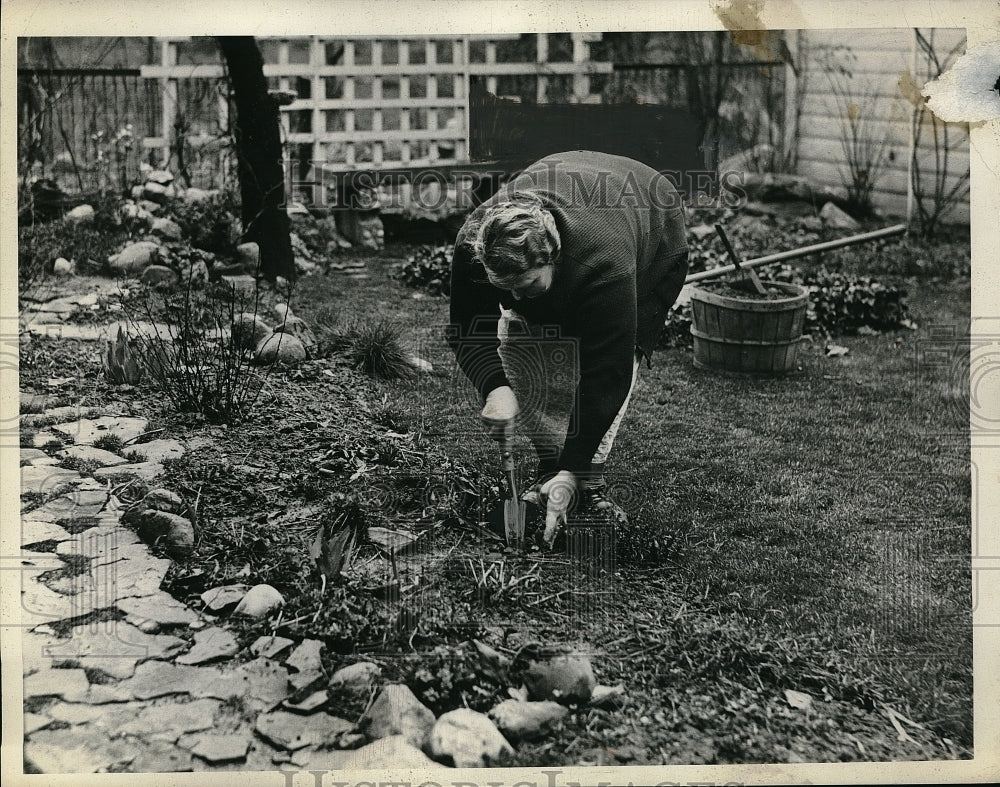 1938 Press Photo Mrs Frank Hlavin Dividing Perennials for Garden - Historic Images