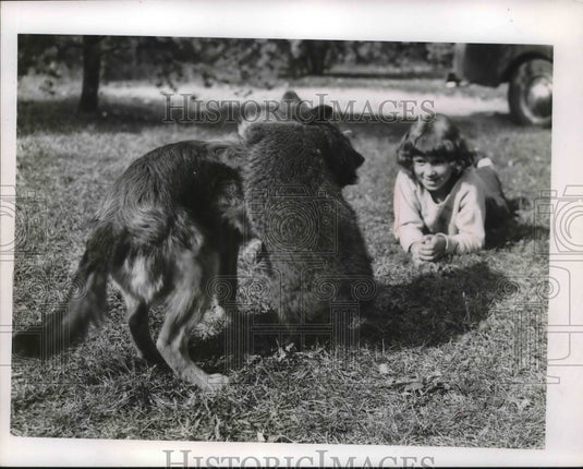 1953 Press Photo A raccoon & a dog wrestles as a girl watches her pets - Historic Images
