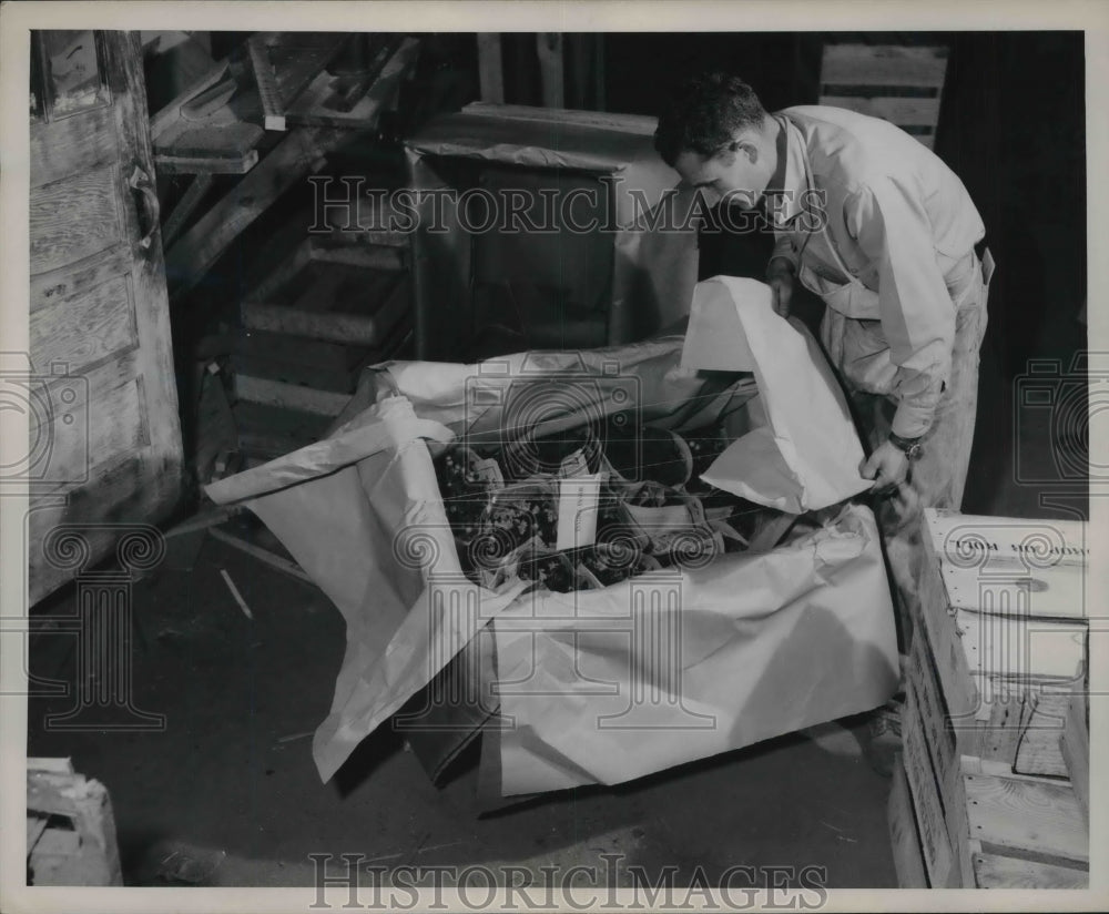 1946 Press Photo Packing Flowers For Shipping at Greenhouse - Historic Images