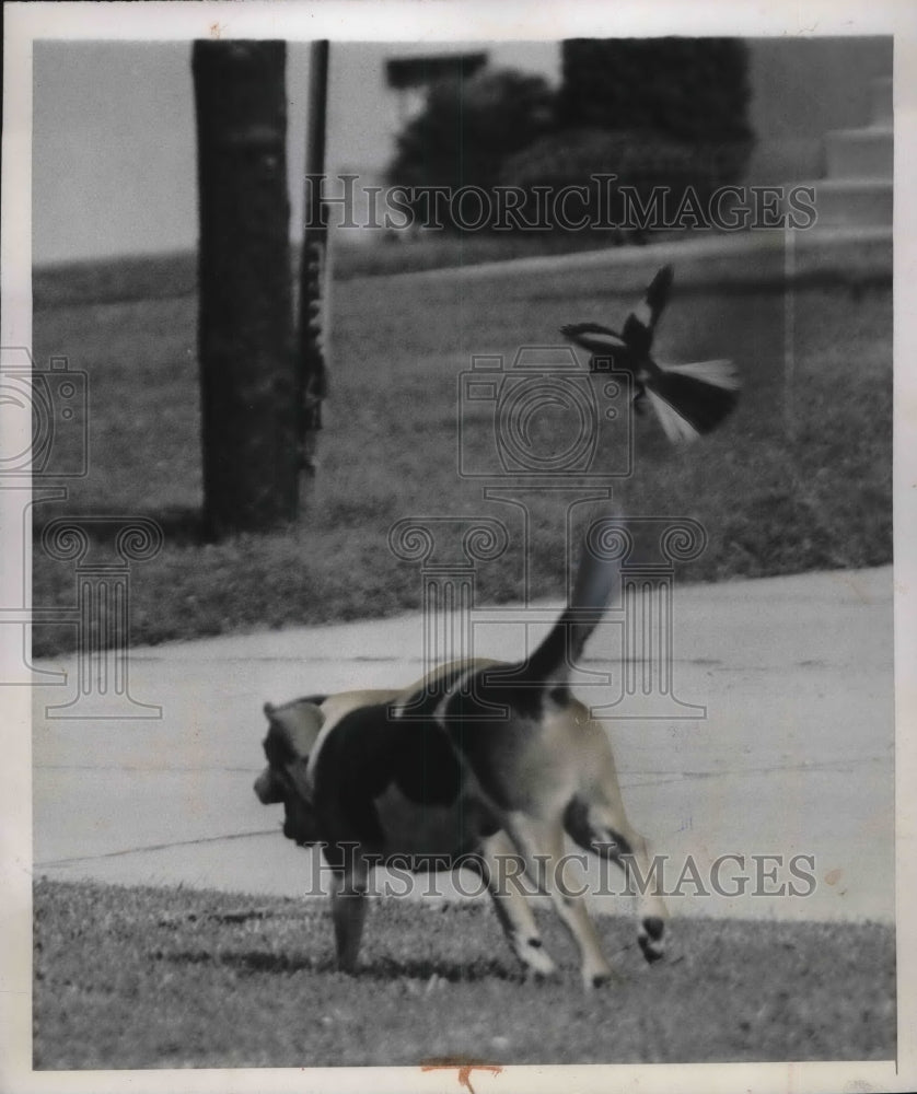 1947 Ft Wright Kentucky a beagle owned by Jack Kunzelman  - Historic Images