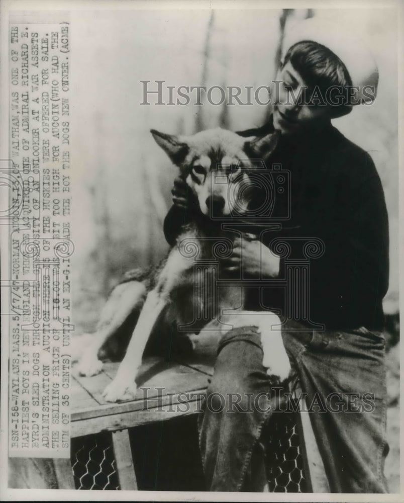 1947 Press Photo Norman Aucoin of Waylans MA &amp; one of the sled dogs he breeds - Historic Images