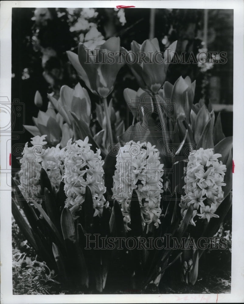 Press Photo Close up view of flowers in bloom at a exhibit - Historic Images