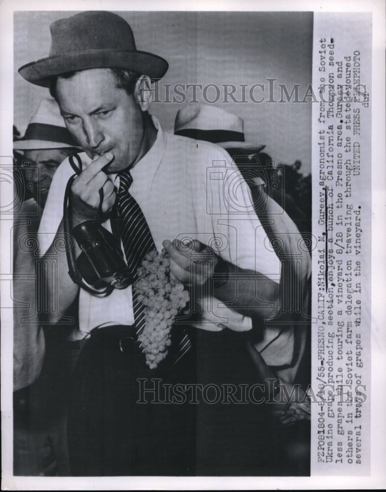 1955 Press Photo Nikolai Gureev Enjoys California Thompson Seedless Grapes - Historic Images