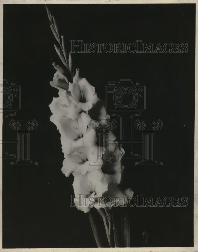 1928 Press Photo Gladiola flowers at NY Botanical Garden by Mrs Fred Peters - Historic Images
