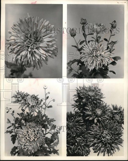 1961 Press Photo Chrysanthemums on display at a Cleveland Ohio show - Historic Images