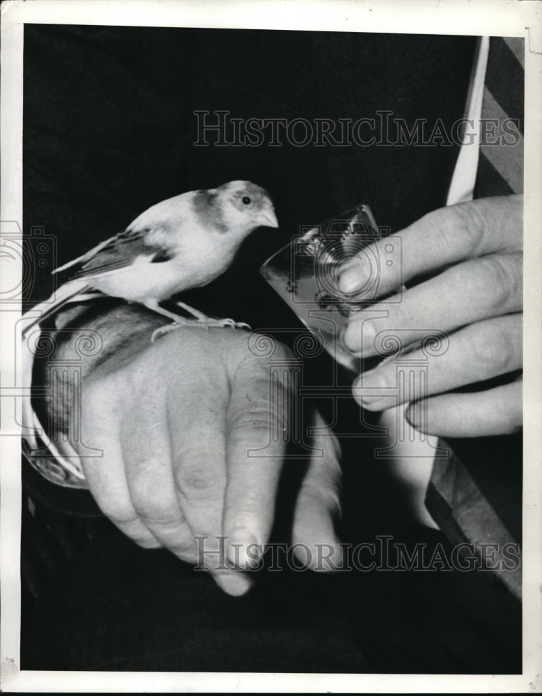 1941 Press Photo Dopey a canary owned by Mr &amp; Mrs Clint Hager of Atlanta GA-Historic Images