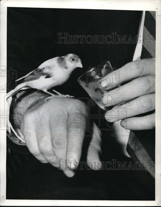 1941 Press Photo Dopey a canary owned by Mr & Mrs Clint Hager of Atlanta GA-Historic Images