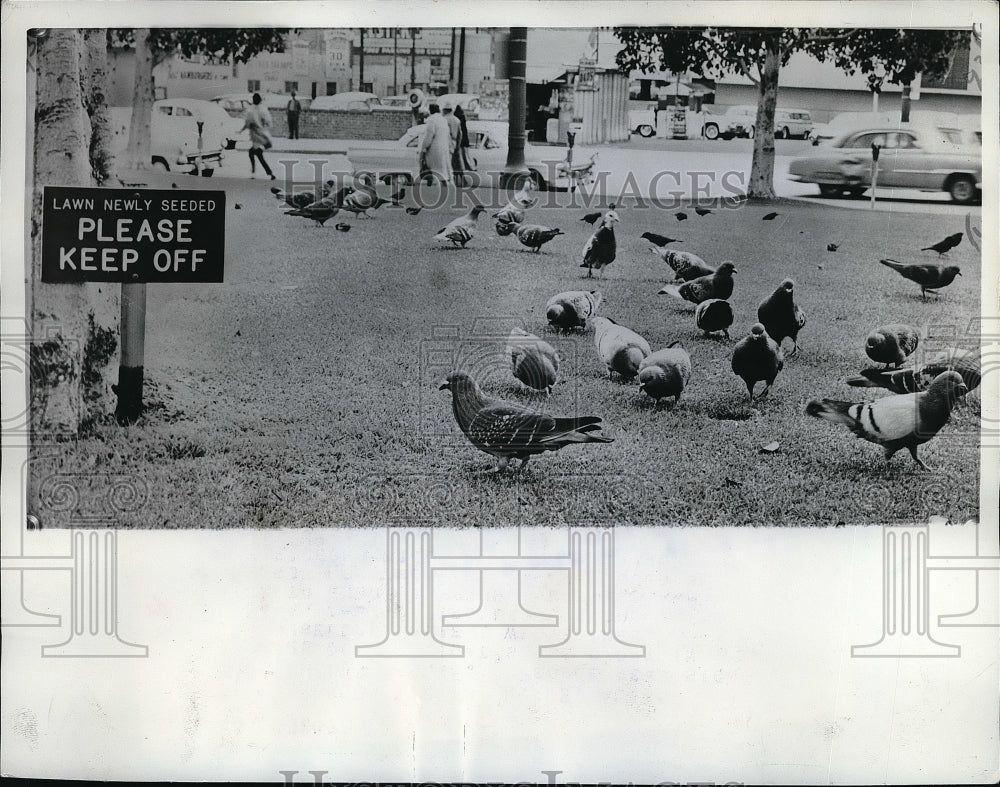 1962 Press Photo Pigeons in the Grass Los Angeles California - neb43697-Historic Images