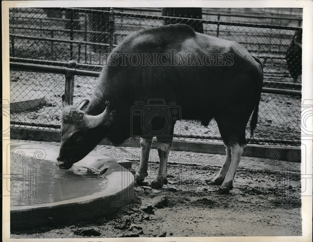 1944 Bull located at Zoological Garden - Historic Images