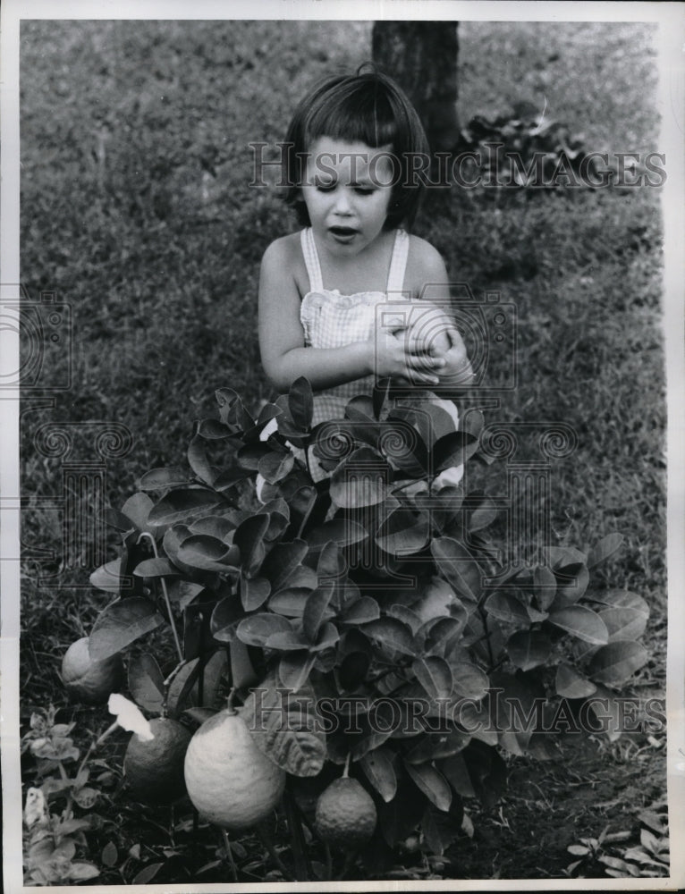 1960 Press Photo Topeka, KS Carla Rae Hirschberger &amp; lemon tree - neb44386 - Historic Images