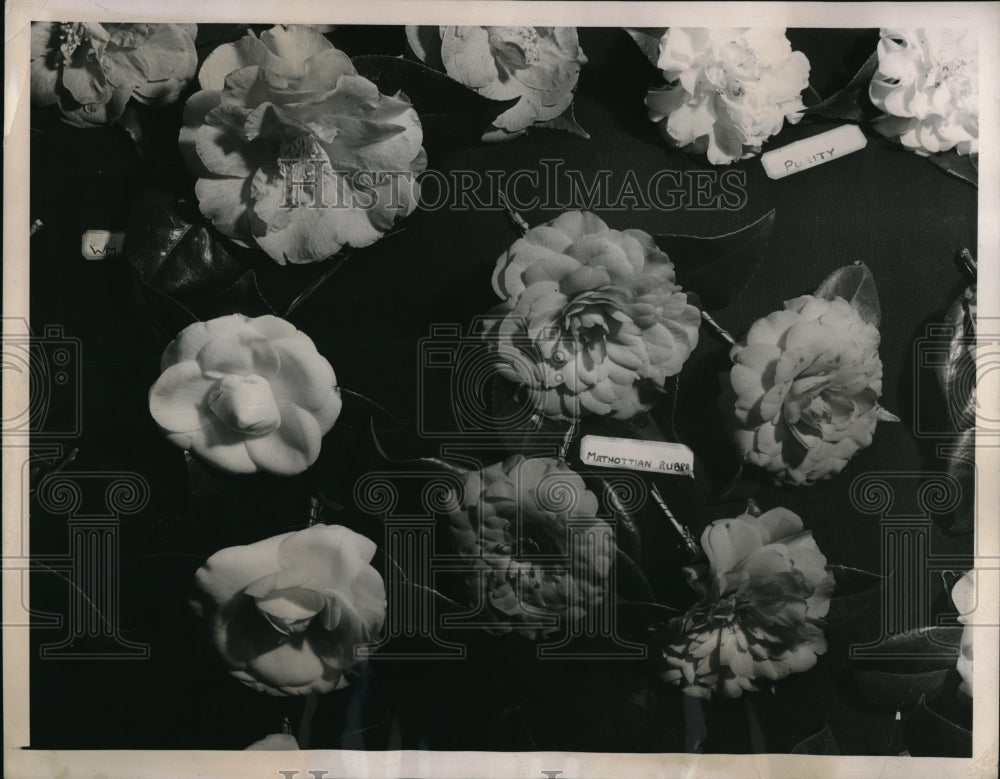 1940 Press Photo Prize winning Camellias by Fred Munz at flower show - neb44484 - Historic Images