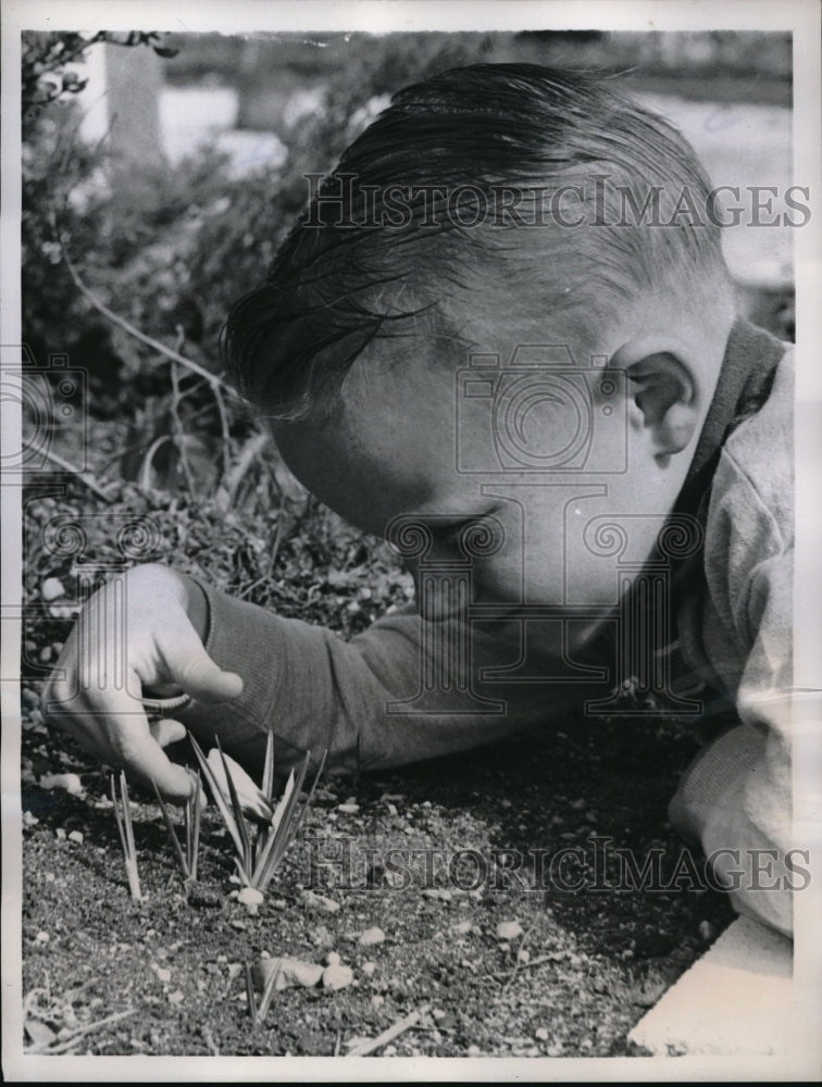 1958 Farmingdale, NY Donny Prelan &amp; crocus flowers - Historic Images