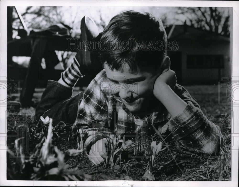 1963 Richard Bydalek of Illinois observed a Crocuses in Spring time. - Historic Images