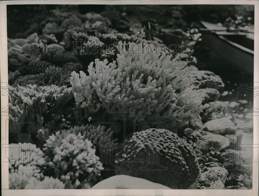 1937 Coral growths at Museum in San Francisco, Cali. - Historic Images