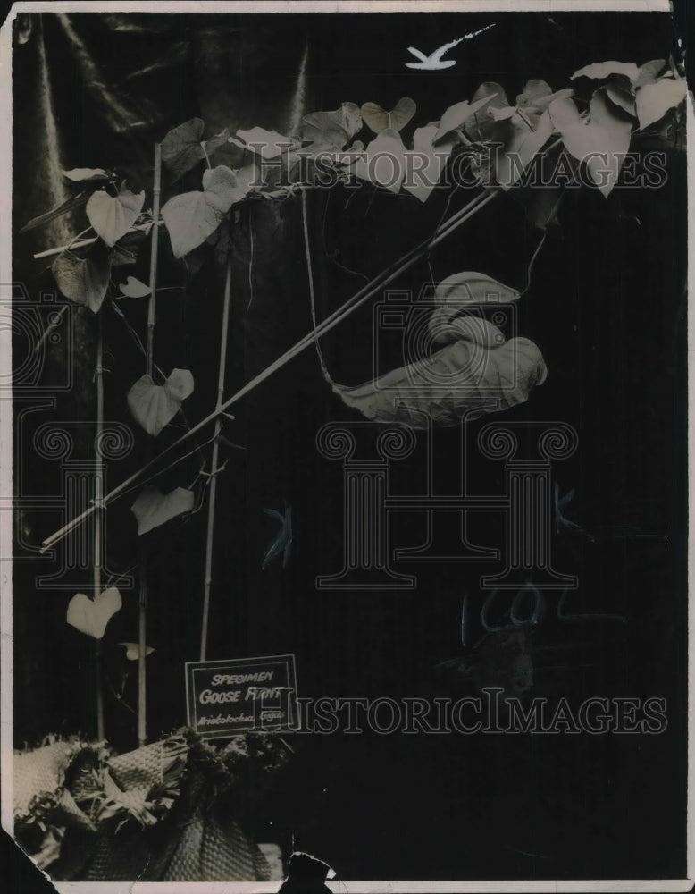 1922 Press Photo A goose plant in bloom - Historic Images