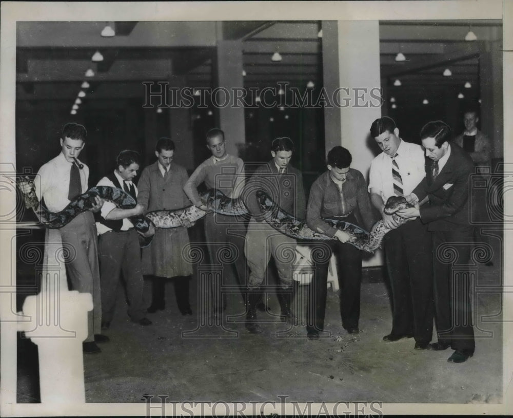 1936 Dr. Carol Stryker and helpers with a Python, 26 feet long-Historic Images