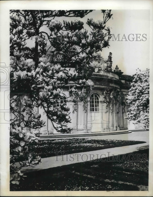 1933 Magnolia trees in blossom around a building-Historic Images