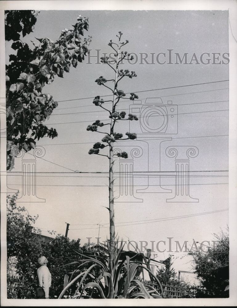 1957\ Calif. a century plant cactus in bloom, Anthony Bettencourt - Historic Images