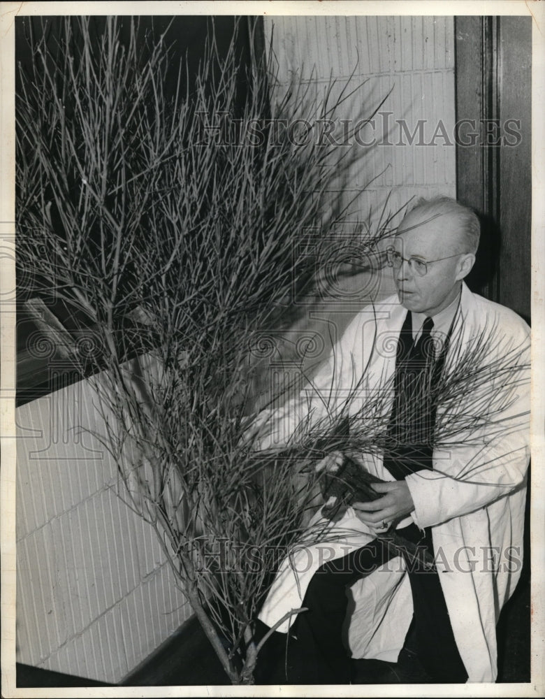 1942 Berkeley, Cal. Dr T. Goedspeed &amp; a native Chrysethemnus plant - Historic Images