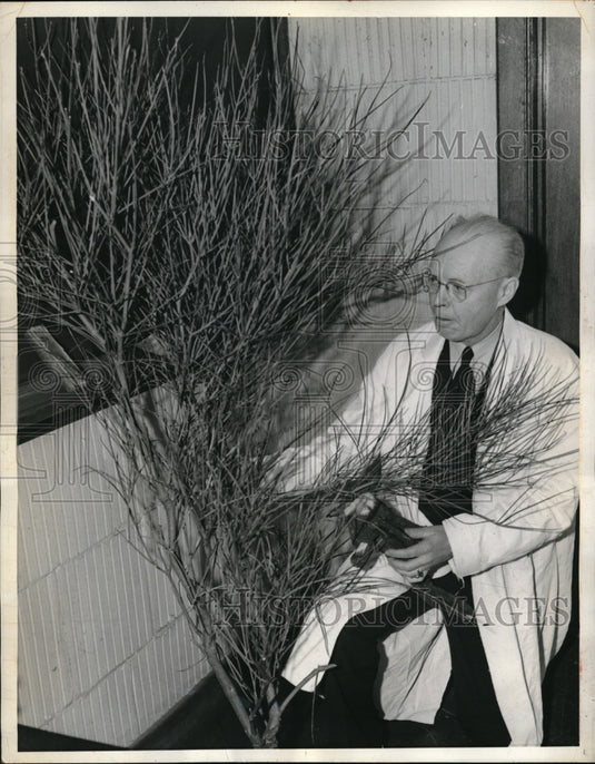 1942 Berkeley, Cal. Dr T. Goedspeed & a native Chrysethemnus plant - Historic Images