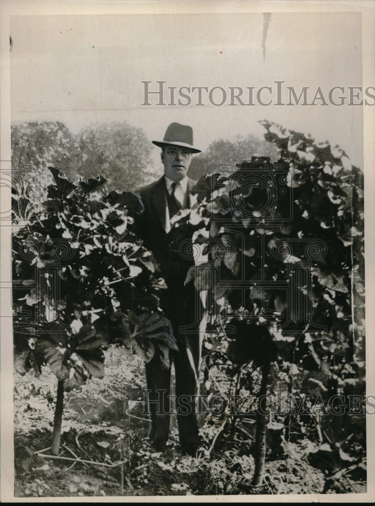 1929 Press Photo A Brotex plant on a Devonshire farm can grow 10 feet tall - Historic Images