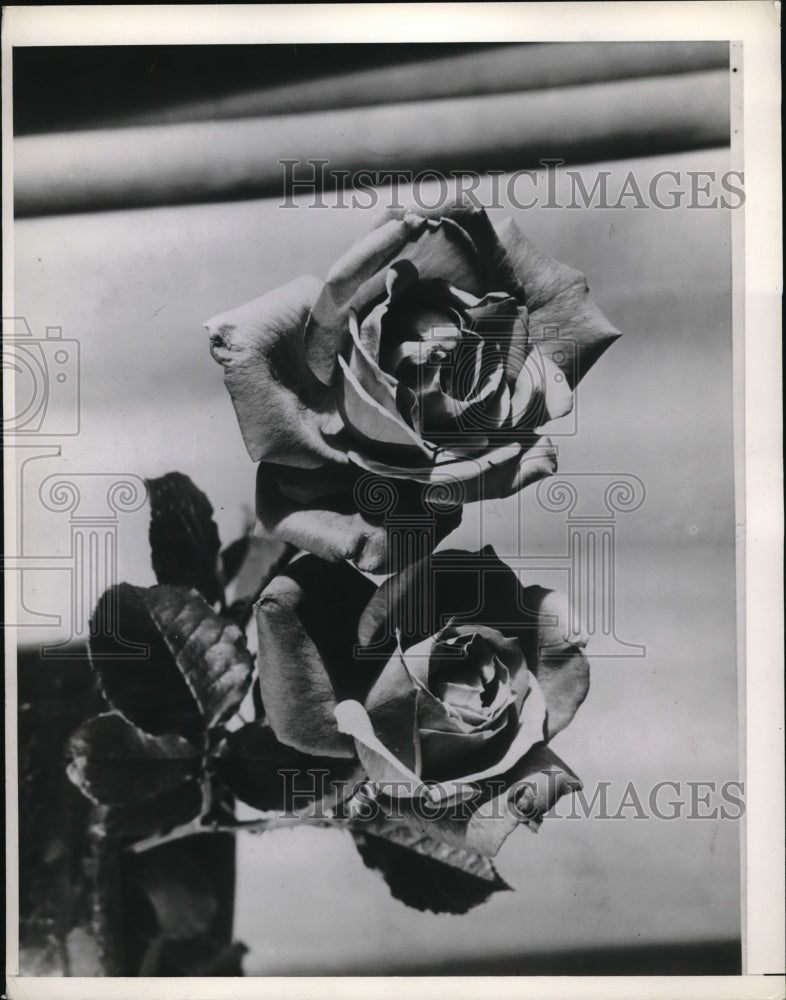 1941 A closeup of a rose in full bloom  - Historic Images