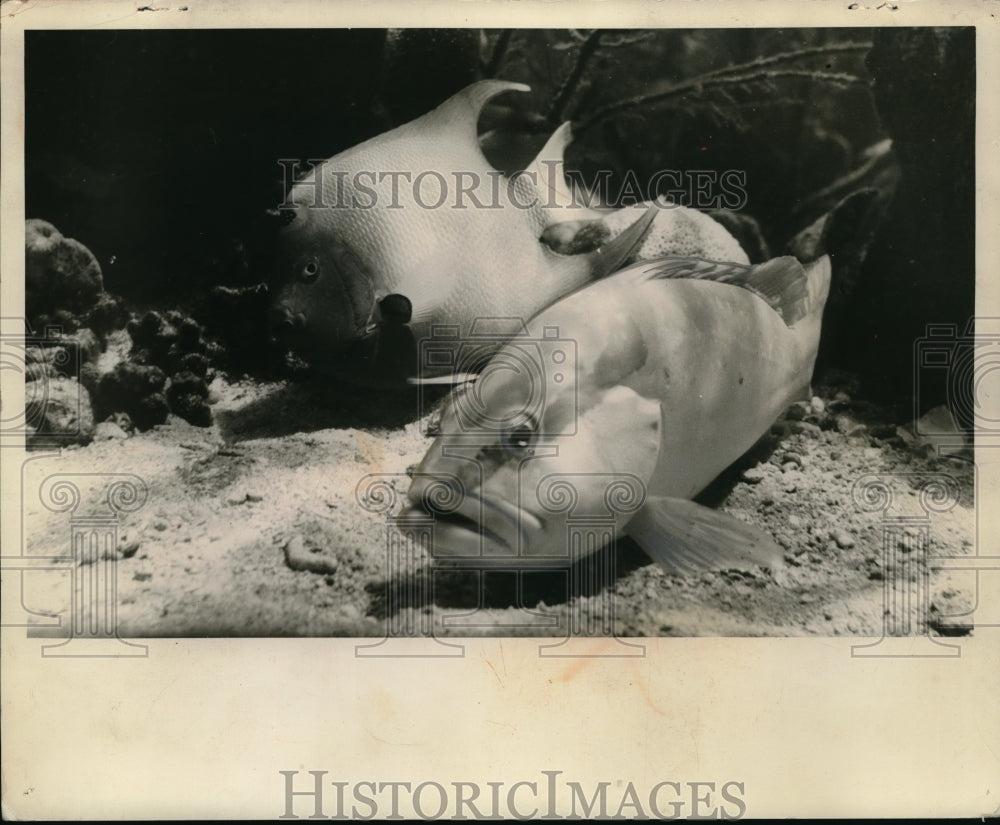 1940 A Queen Angel fish &amp; a Nassau Grouper at marine studios - Historic Images