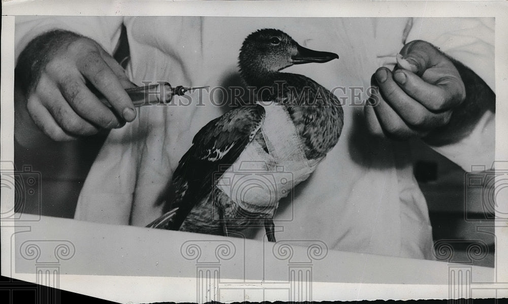 1949 Press Photo Des Moines, Ia pet hospital duck treated by a vet - Historic Images