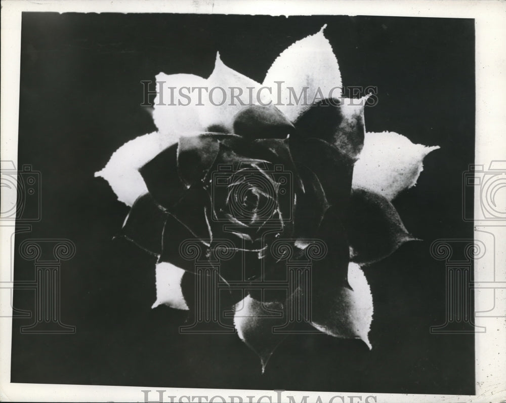 1941 Press Photo Closeup Shot Of Rose Flower-Historic Images