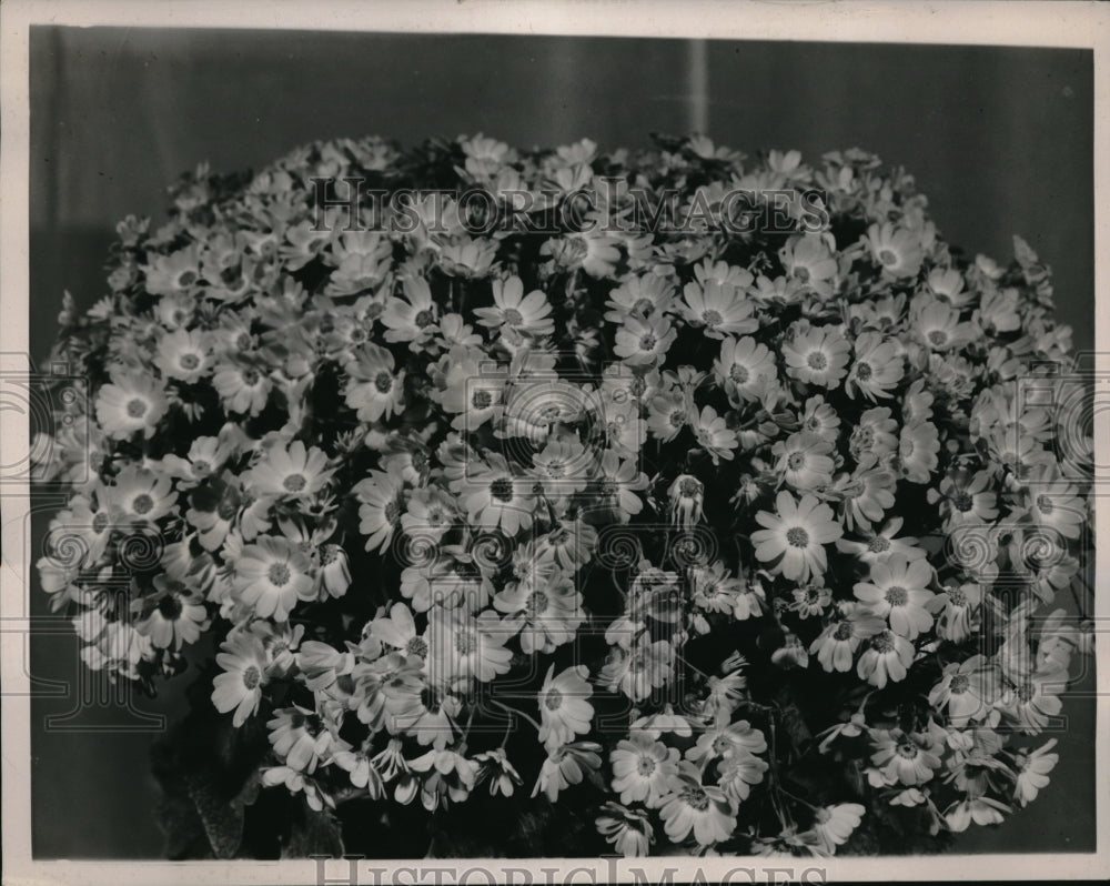 1939 Press Photo First Prize Winning Cineraria Exhibited By Percy Strauss-Historic Images