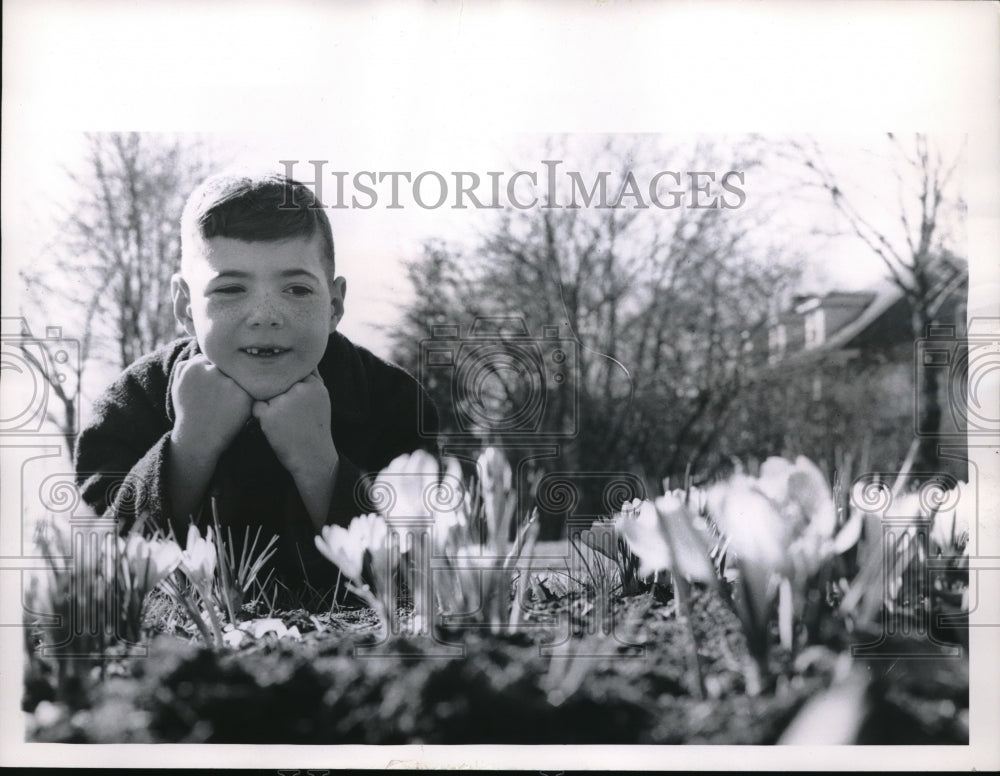 1961 Press Photo Seven Year Old Tommy Infante Looks At Flowers - Historic Images