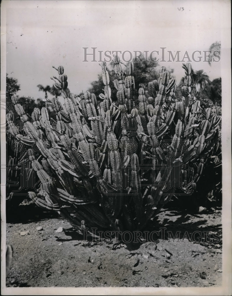 1937 Press Photo Closeup on Cacti plant - neb49198 - Historic Images
