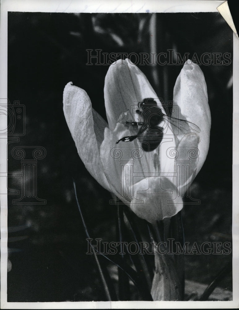 1958 Press Crocus flower opens Honey Bee Madison Wisconsin Garden  - Historic Images