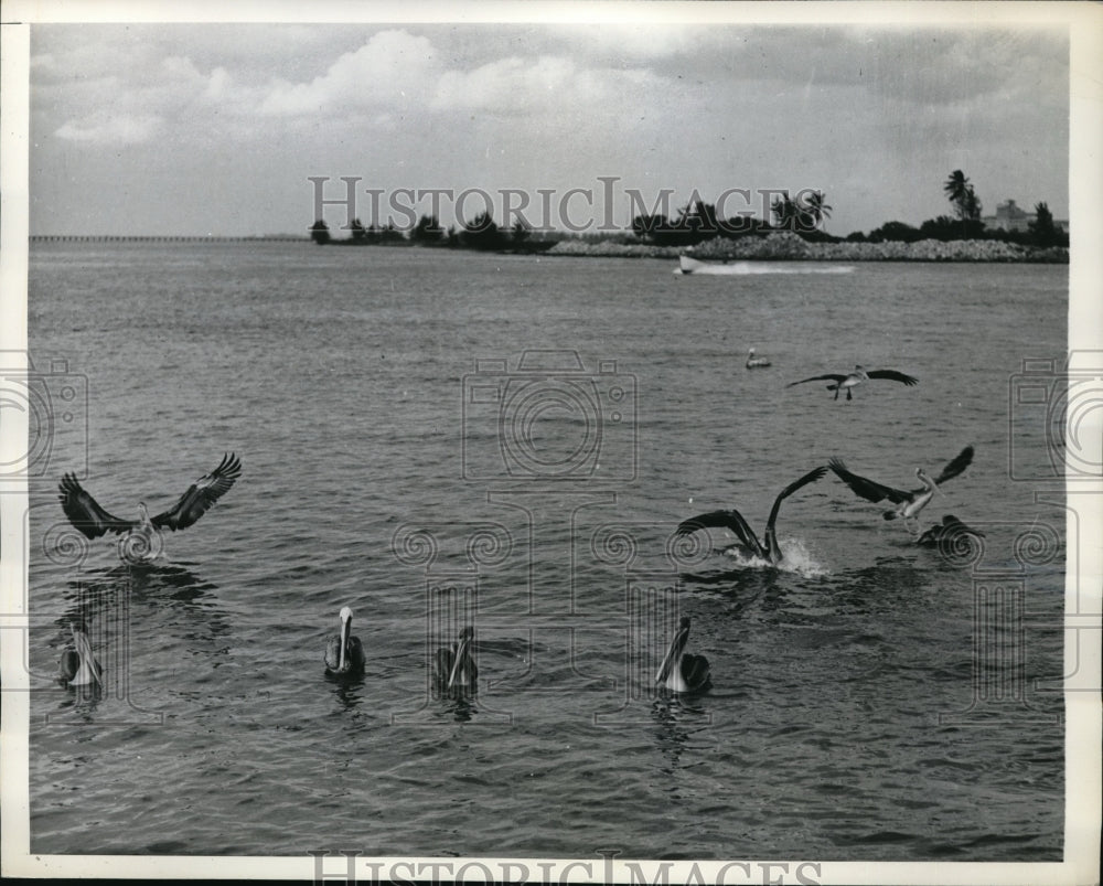 1936 Press Photo A flock of pelig=cans at Palm Beach, Florida - Historic Images