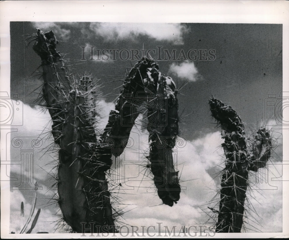 1953 Press Photo Cacti Shrivel In Brazilian Desert During Drought - Historic Images