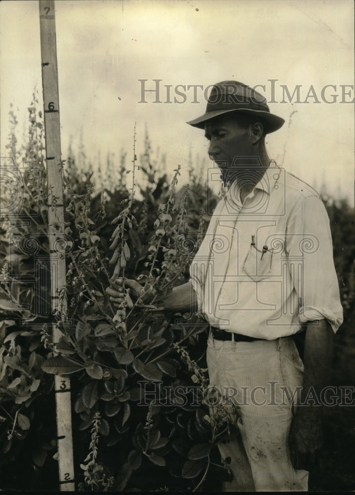 1930 Press Photo Crotalaria pectabilis growing at McNeill, Miss - Historic Images