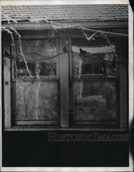 1933 Press Photo Robin Battles Its Own Reflection In Window Of Kansas City Home - Historic Images