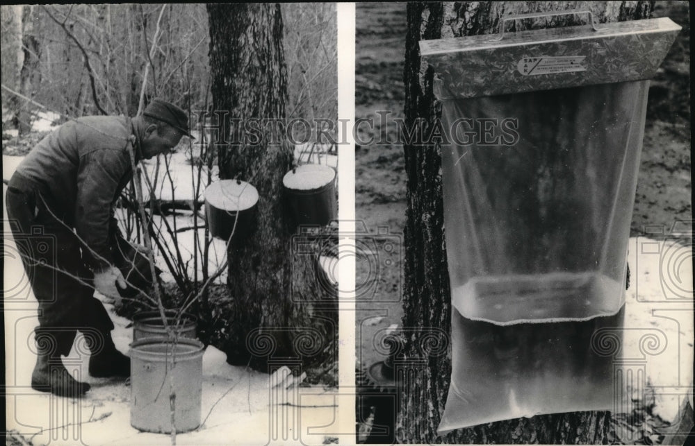 1966 Bob Smith Collecting Maple Sap in Sault Sainte Marie, Michigan - Historic Images