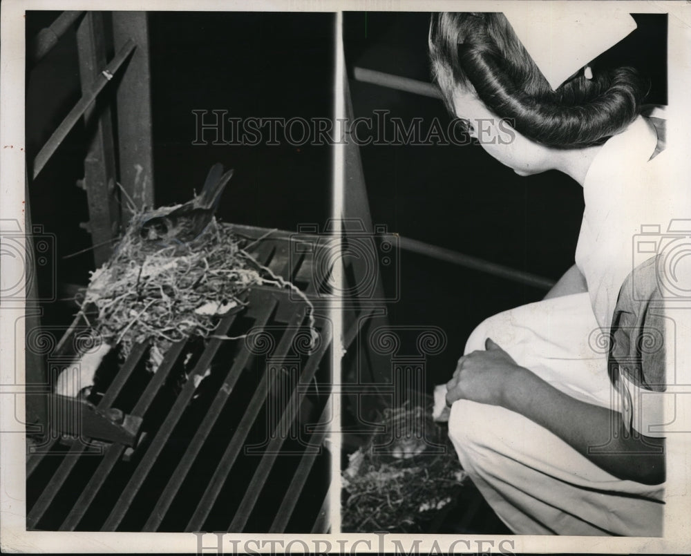 1946 Press Photo Chicago, Rosie the robin nestoing at a hospital - neb50094 - Historic Images