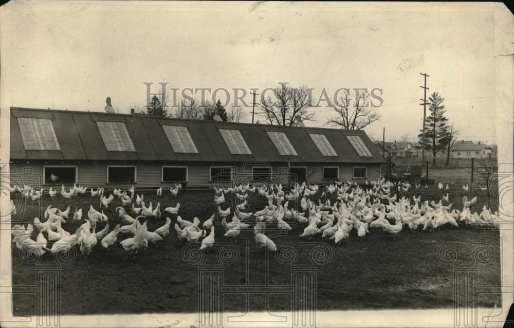 1927 Press Photo A flock of chickens at an hatchery - Historic Images