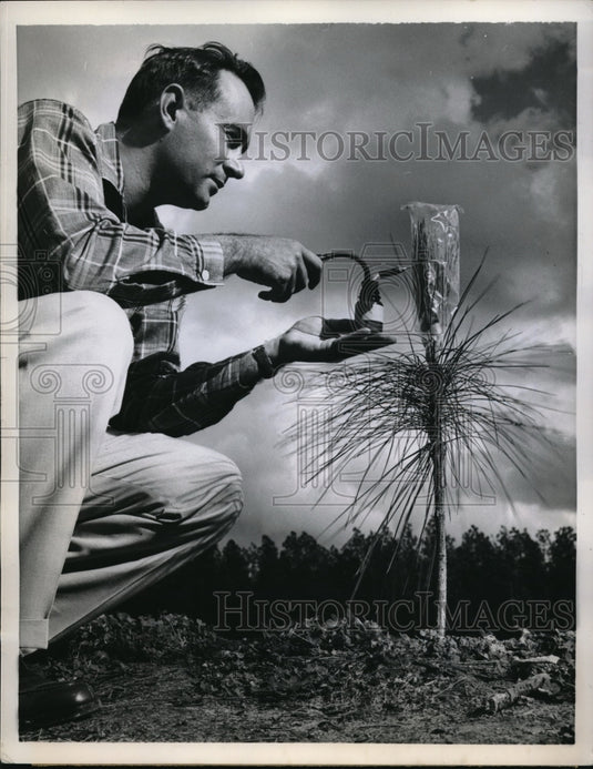 1959 Press Photo Jerry Brock in Baldwin County, Ala with grafted pine tree-Historic Images