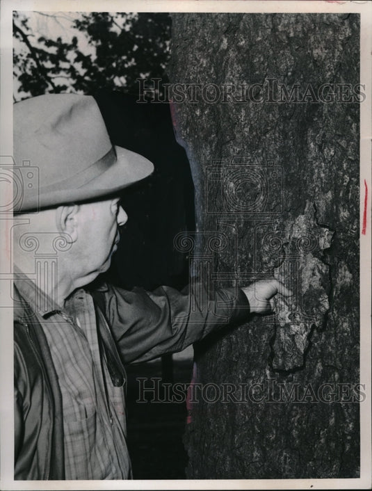 1965 Man Looks At Unusual Bark Of River Birch Tree In Wayne County - Historic Images