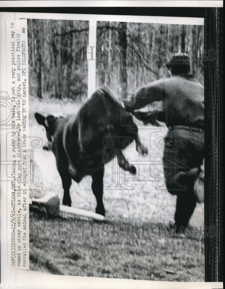 1961 Taking a steer by the tail is not a practical way to round up - Historic Images