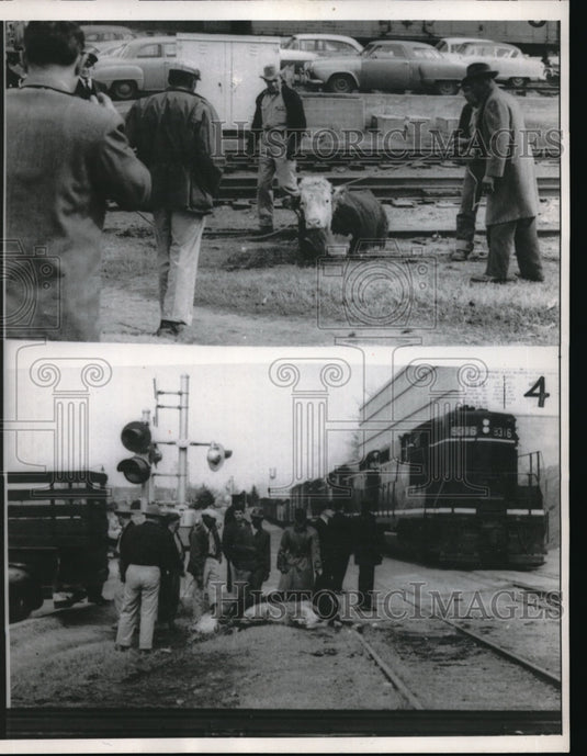 1959 Press Photo The drug is taking effect on the now dazed steer - Historic Images