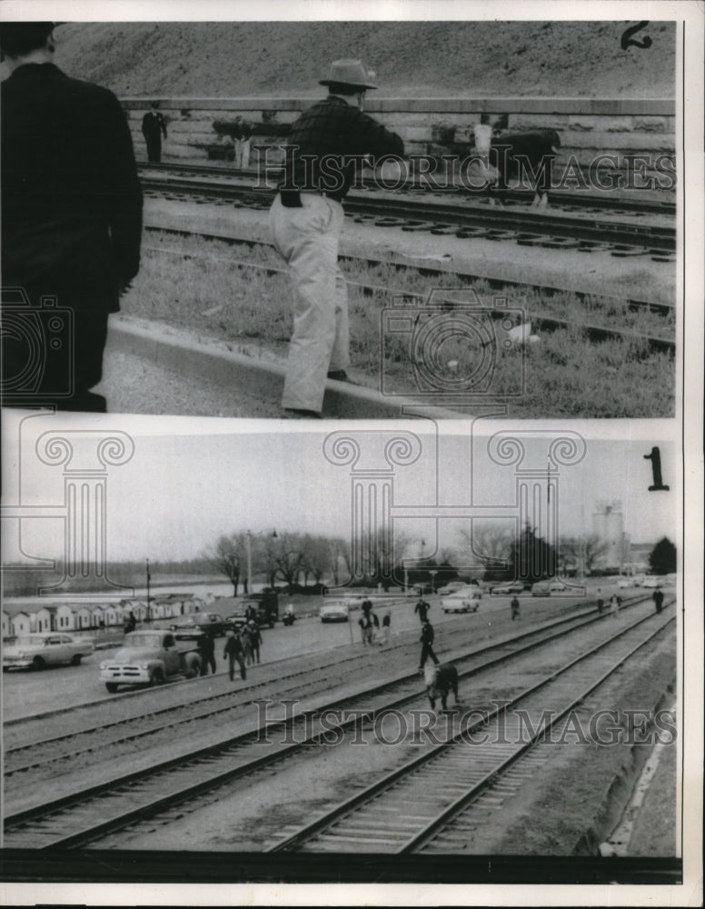 1959 Press Photo A Maverick Steer got loose in Memphis, TN, headed for tracks - Historic Images