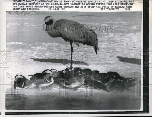 1963 Press Photo Flock of Ducks in Chicago Lincoln Park Zoo - Historic Images
