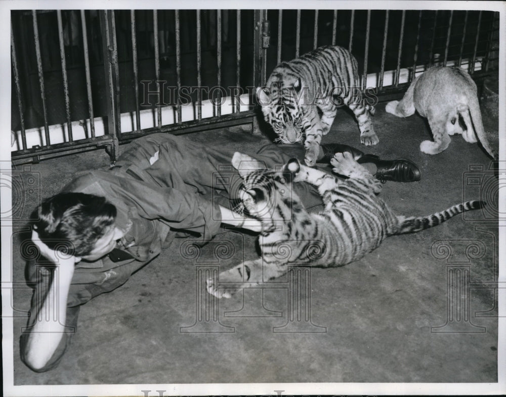 1961 Press Photo Gary Hartz Lincold Park Zoo baby Lion - neb50956 - Historic Images