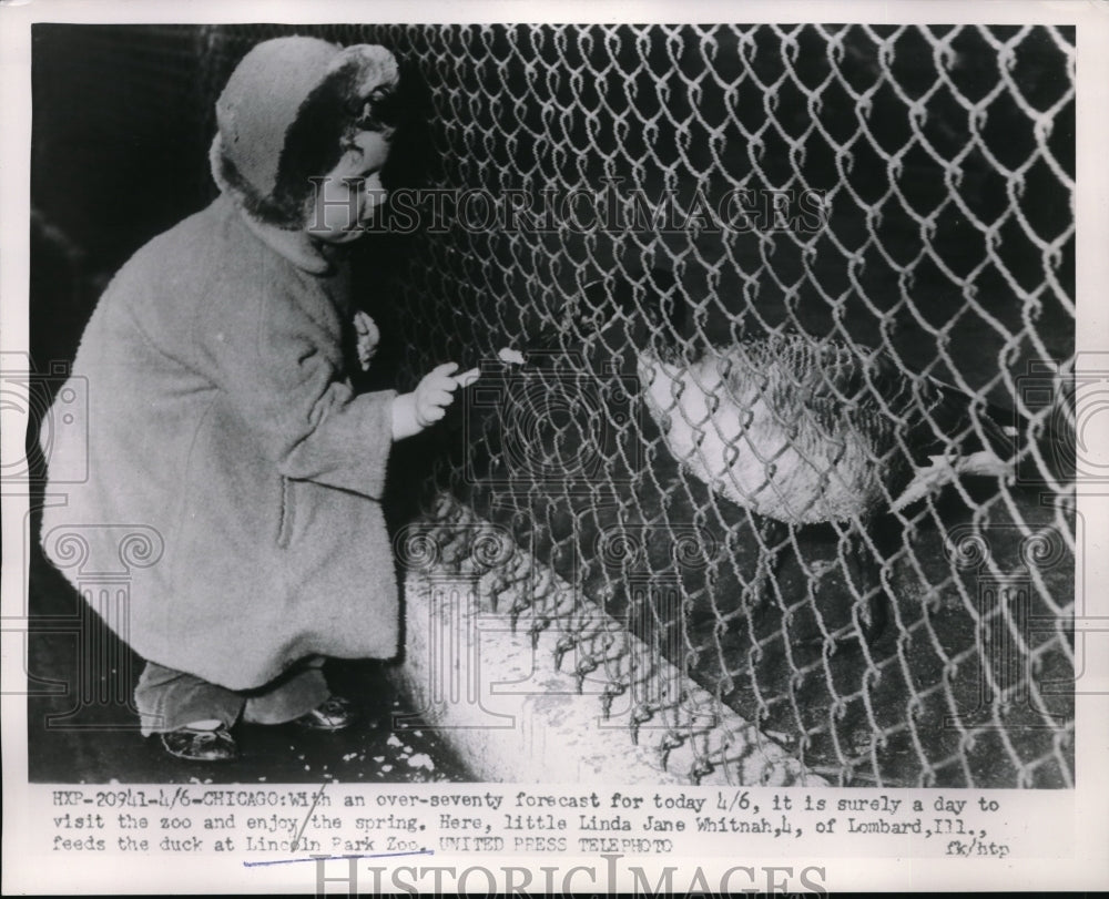 1954 Press Photo Linda Jane Whitnah at Age 4 Feeds Ducks at Lincoln Park Zoo - Historic Images